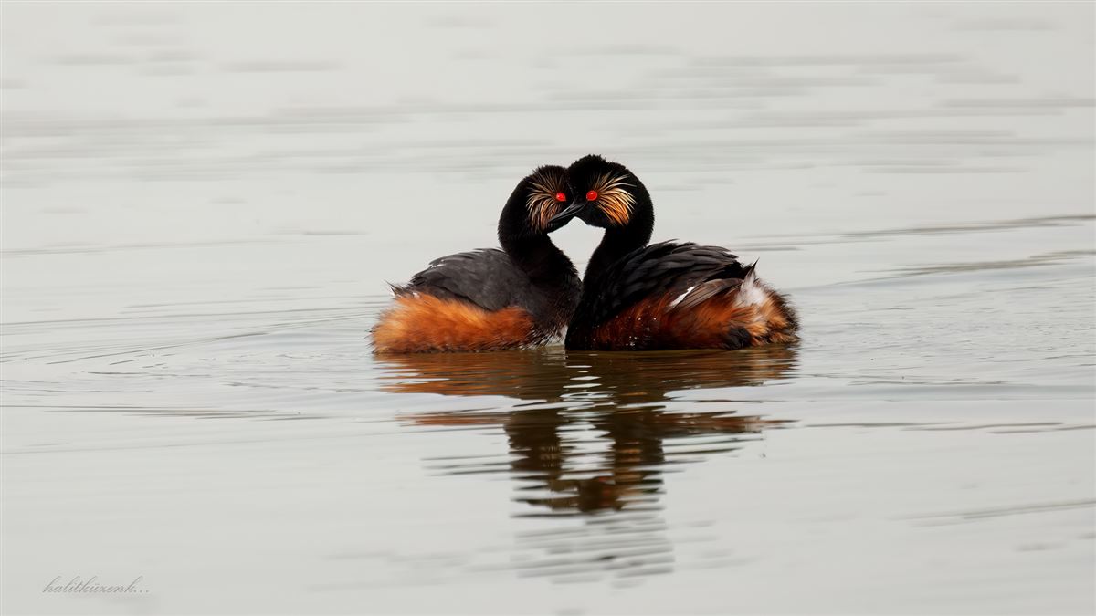 Black-necked Grebe