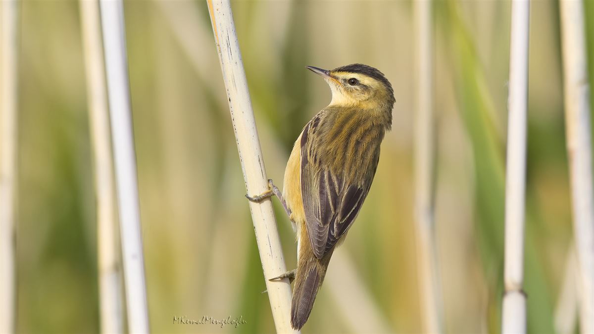 Sedge Warbler