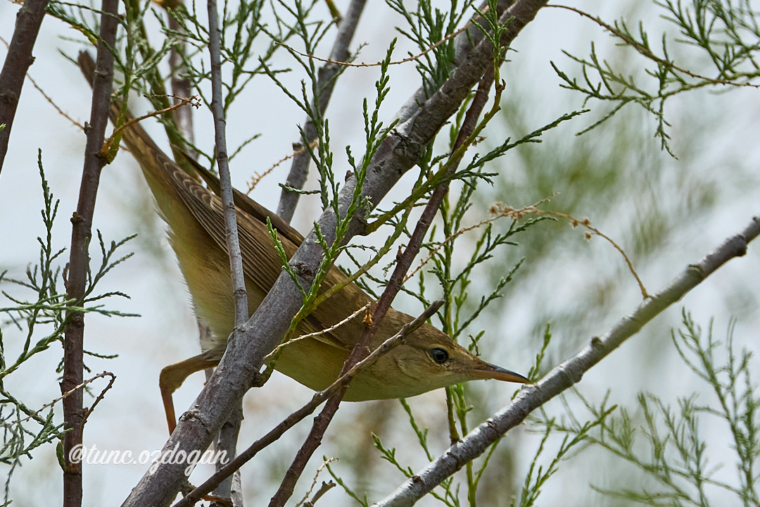 Common Reed Warbler