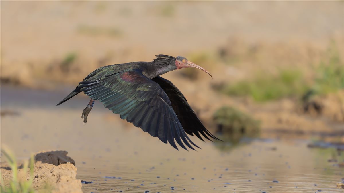 Northern Bald Ibis