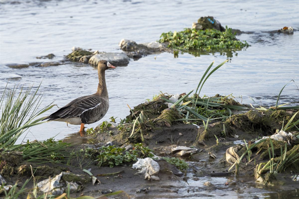 Greater White-fronted Goose