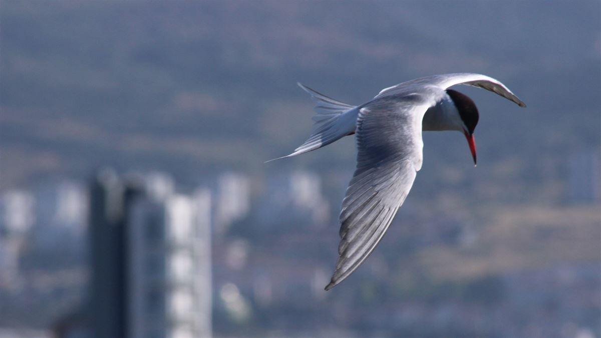 Common Tern