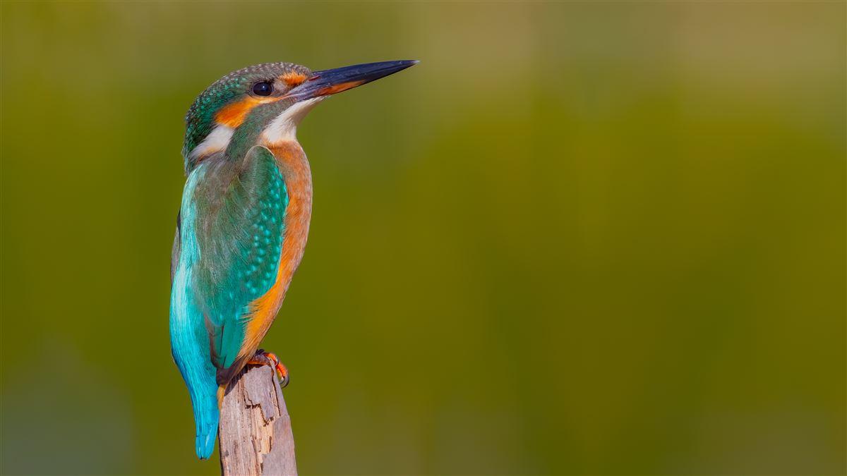 Common Kingfisher