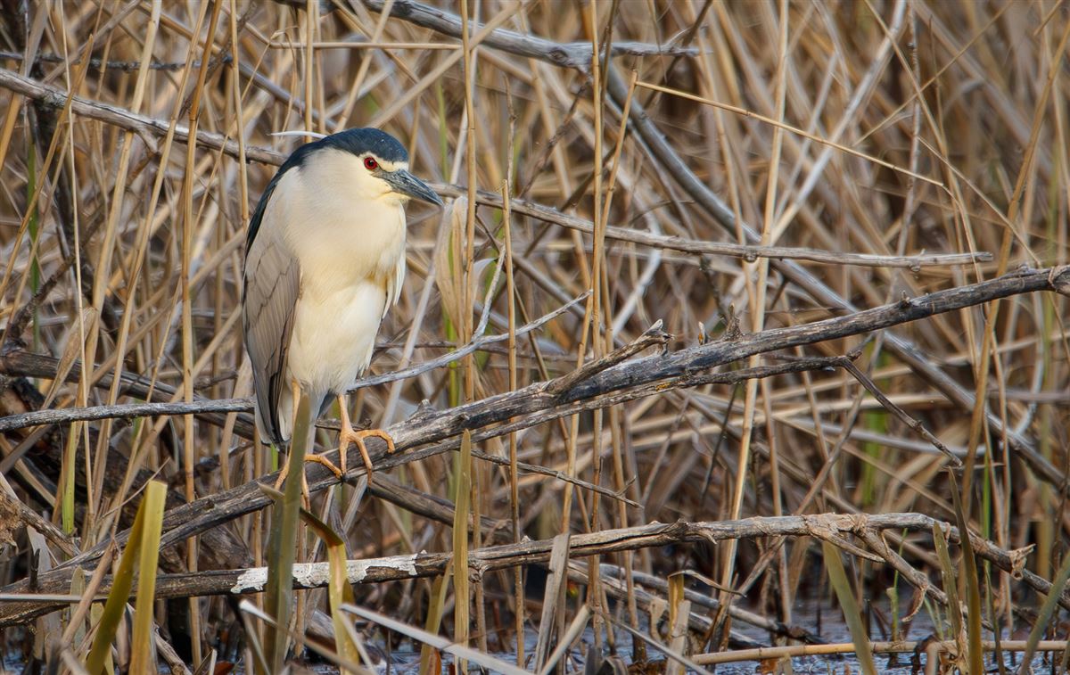 Black-crowned Night Heron