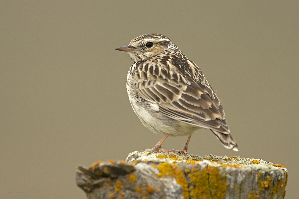 Woodlark