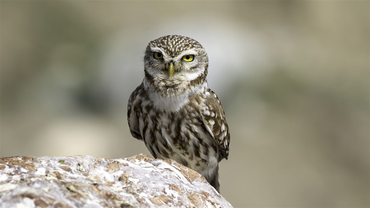 Little Owl