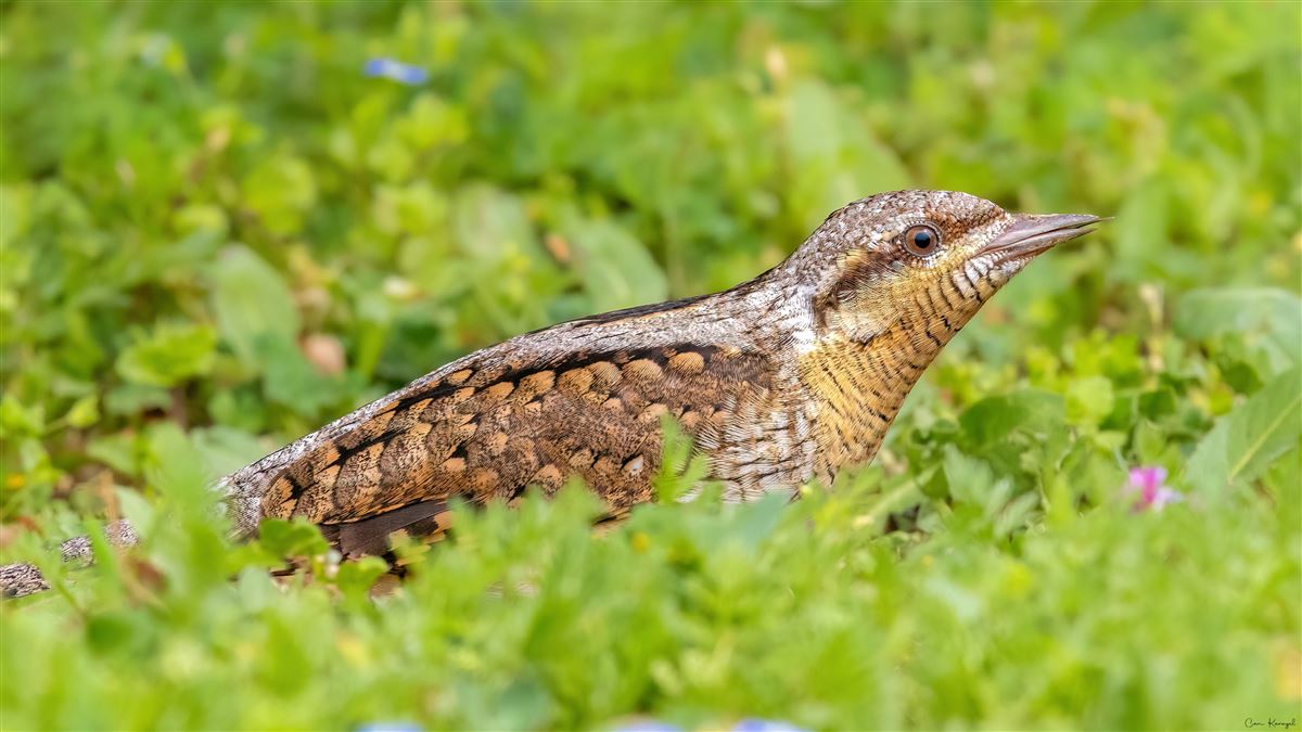 Eurasian Wryneck