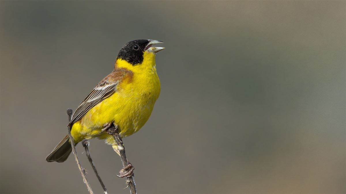 Black-headed Bunting