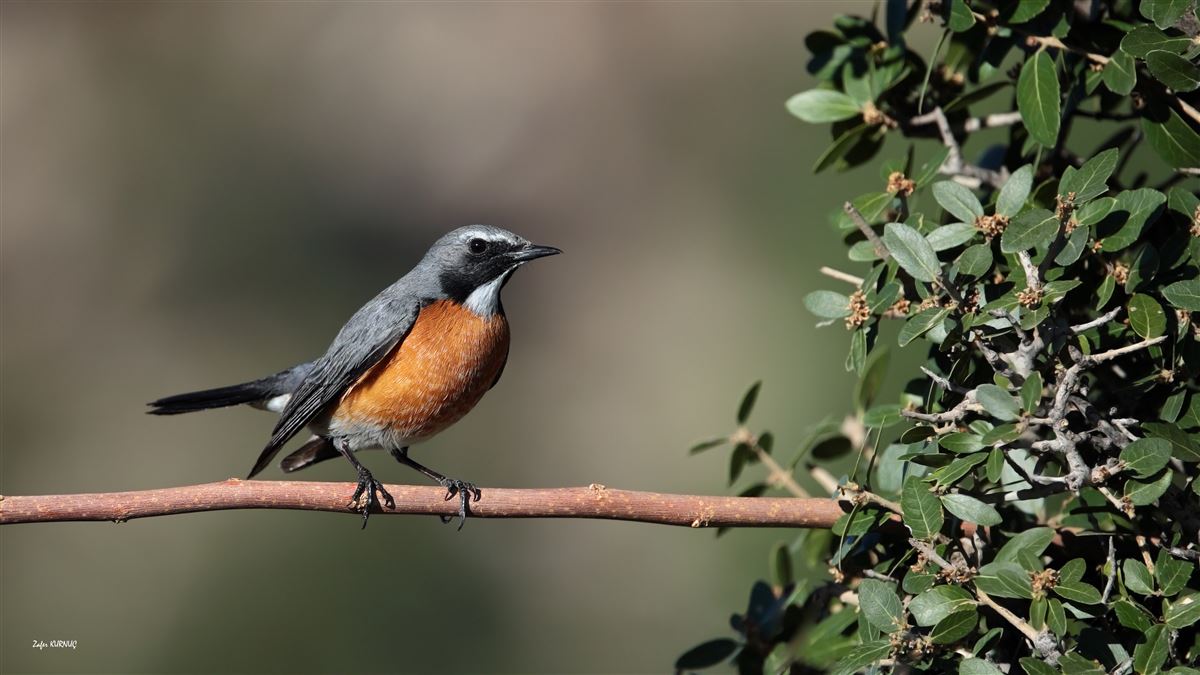 White-throated Robin
