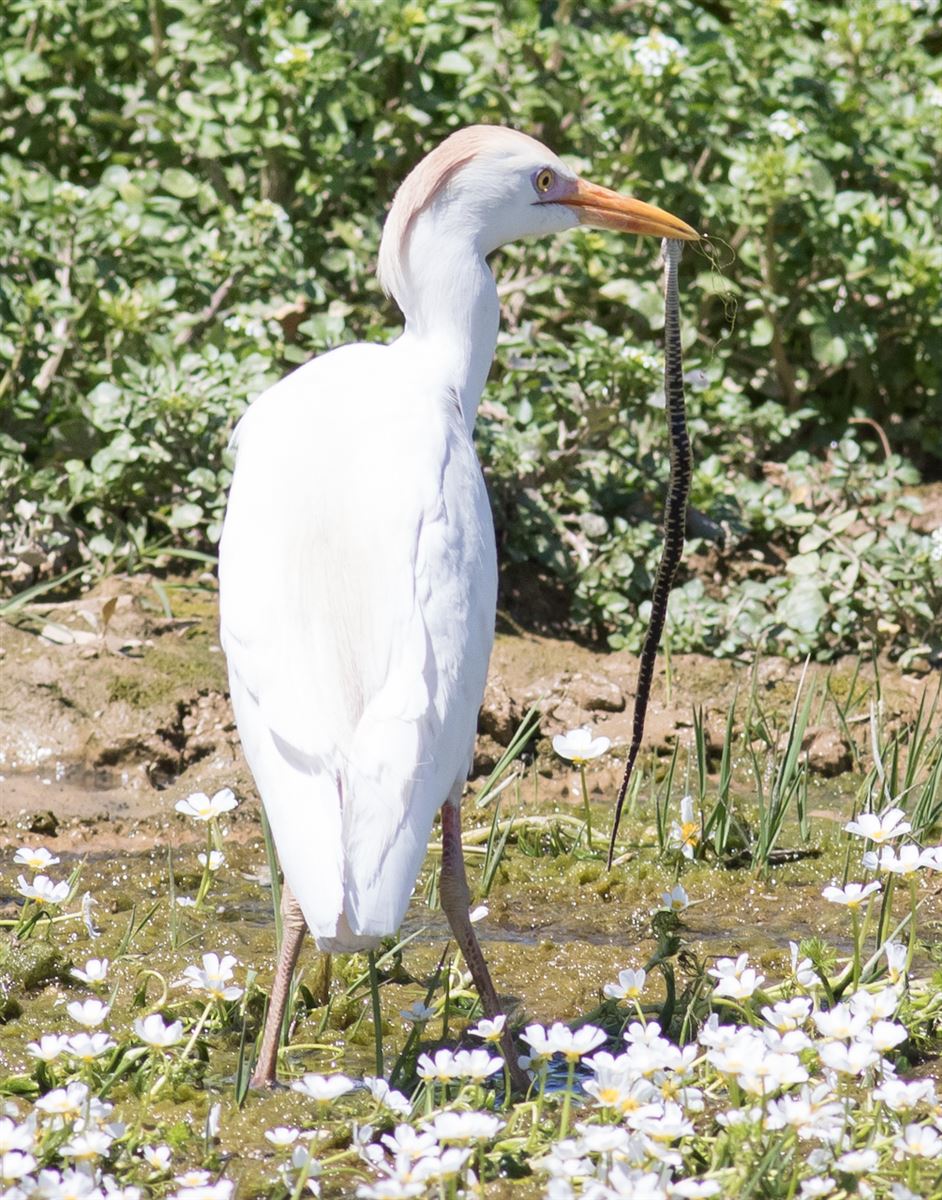 Western Cattle Egret