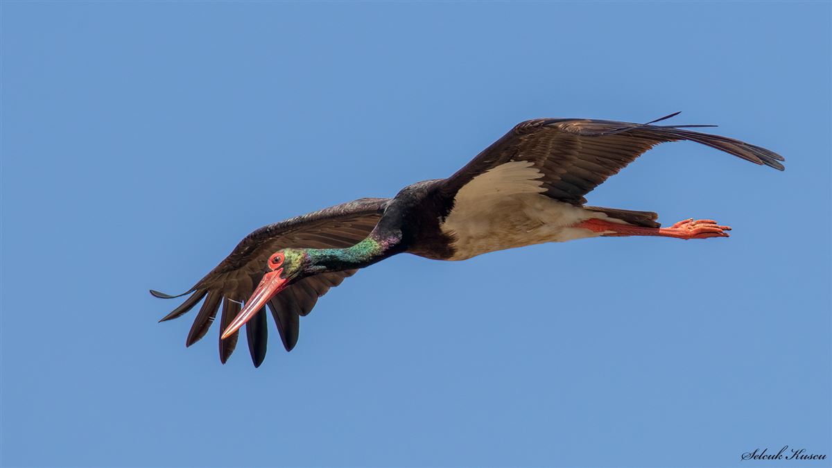 Black Stork