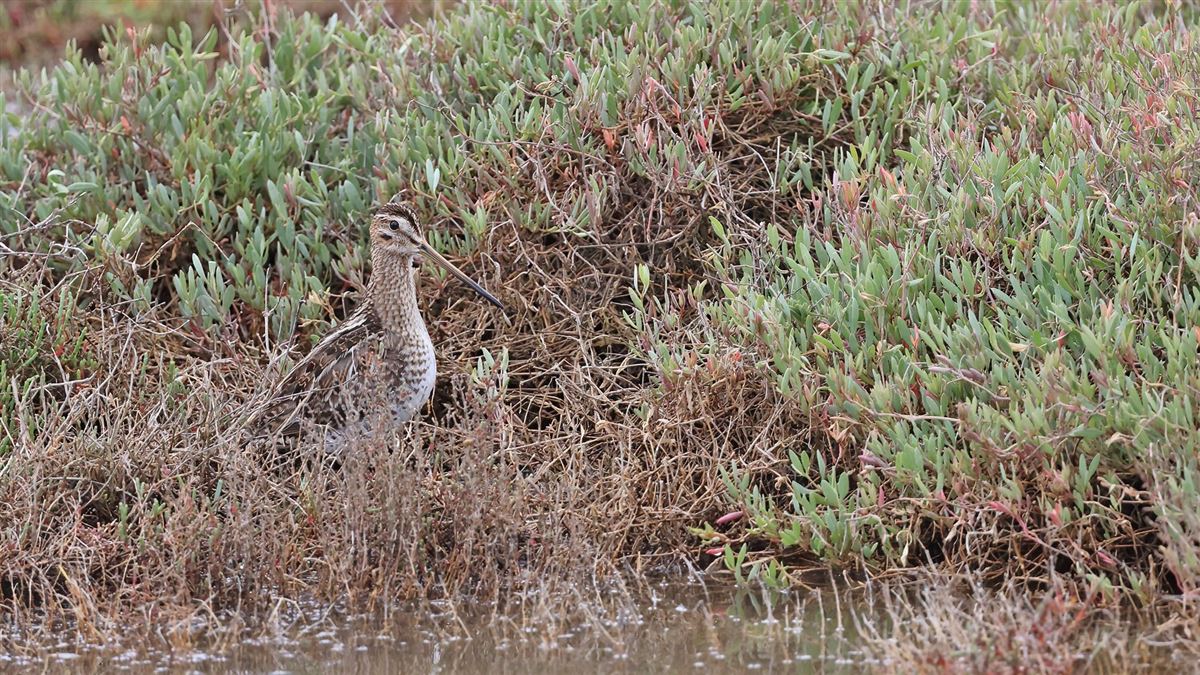 Common Snipe
