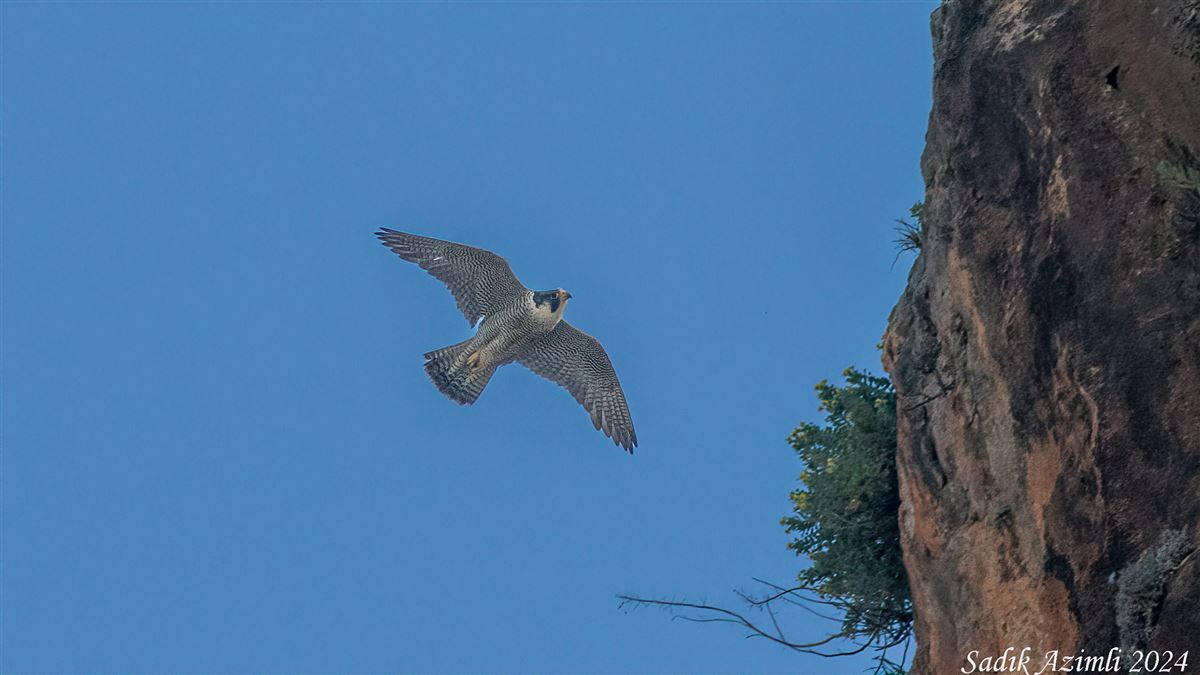 Peregrine Falcon