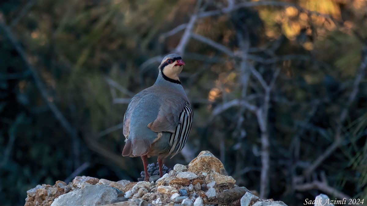 Chukar Partridge