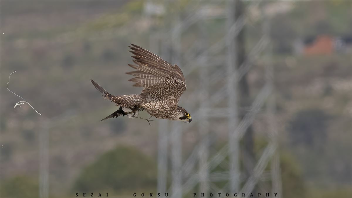 Peregrine Falcon