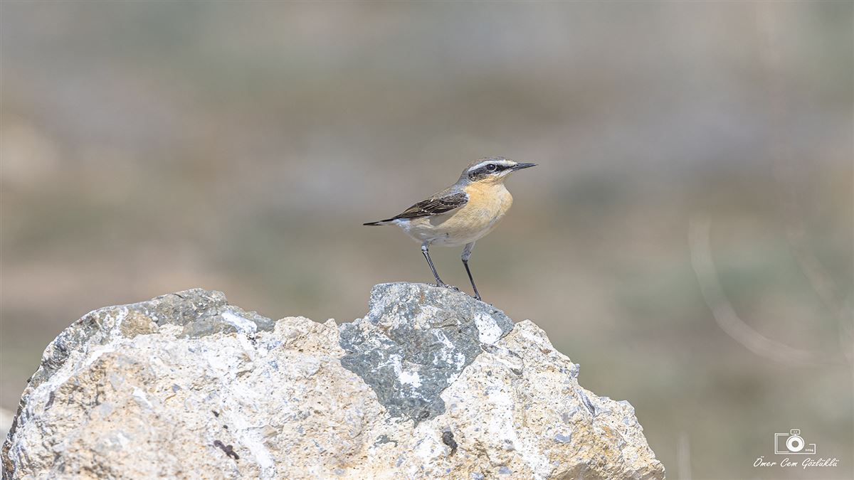 Northern Wheatear