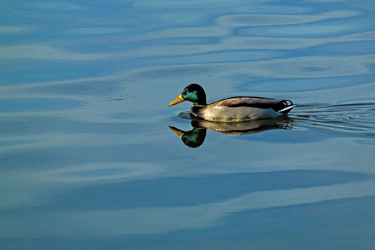 Mallard