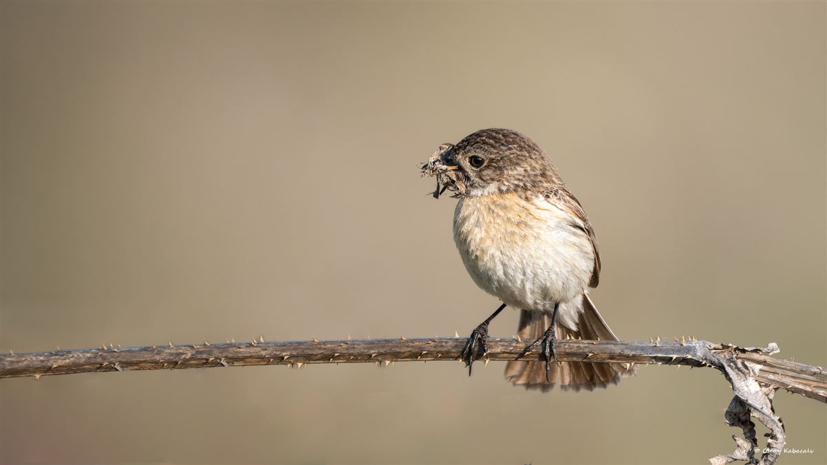 European Stonechat