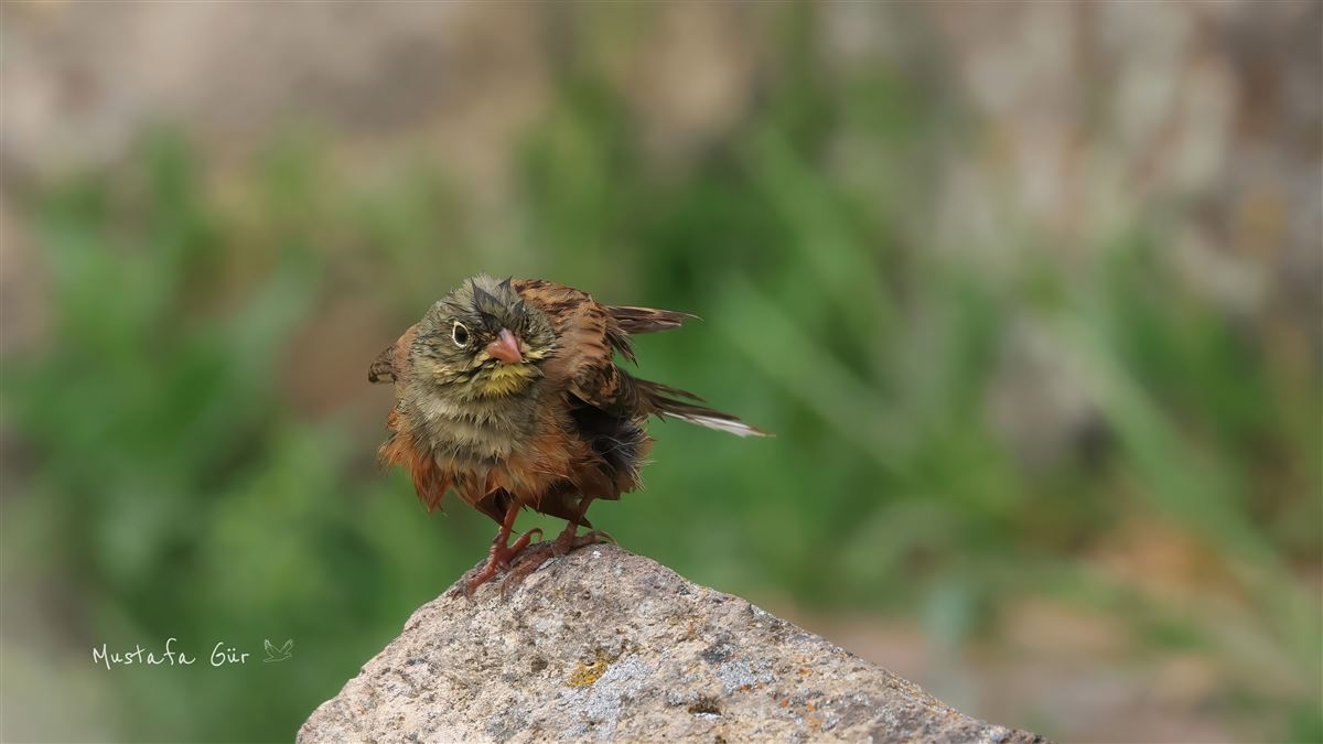 Ortolan Bunting