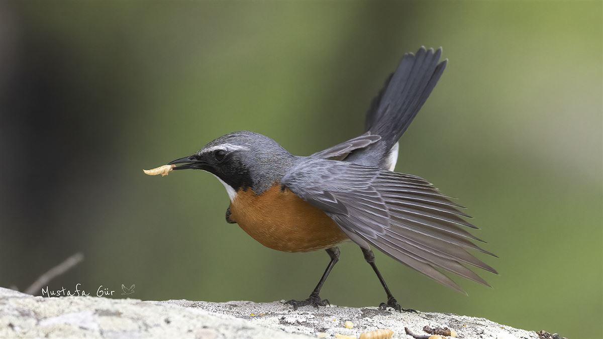 White-throated Robin