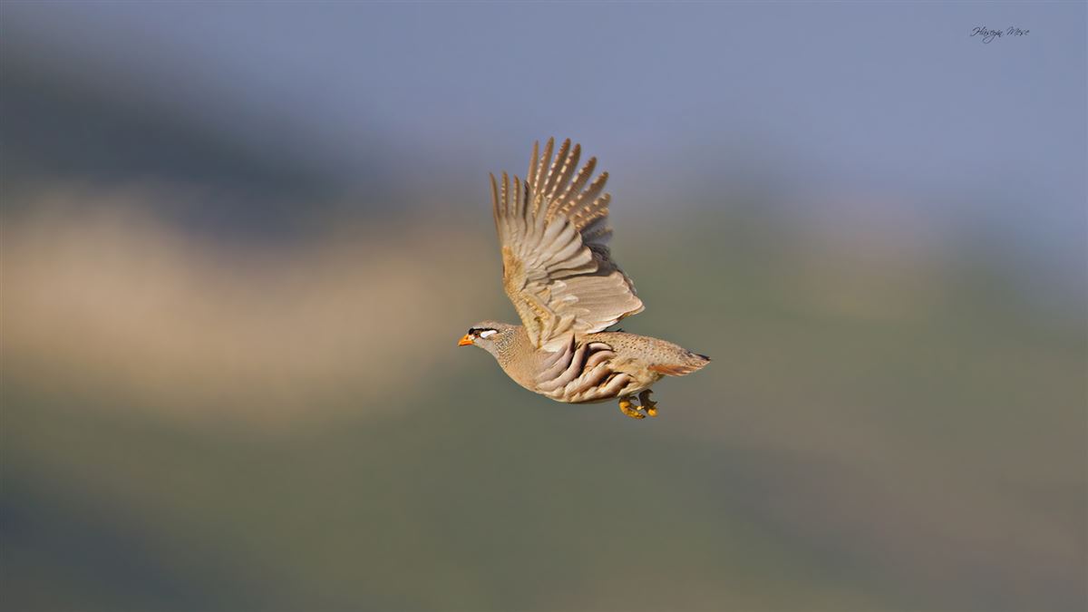 See-see Partridge