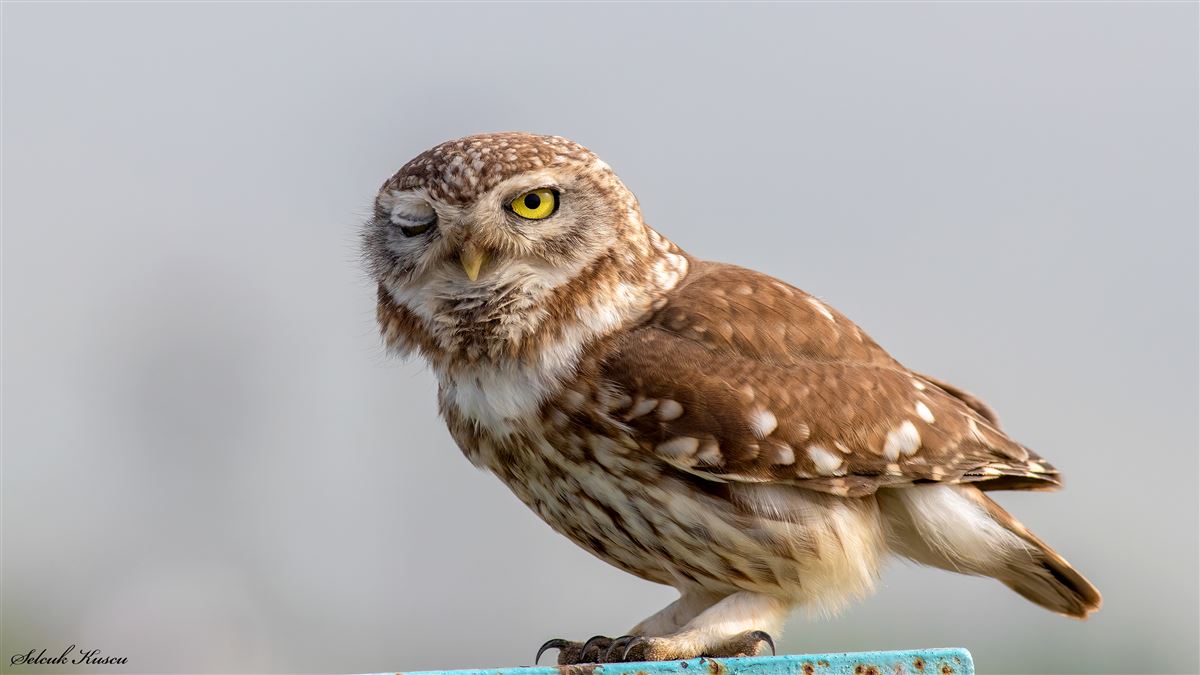 Little Owl