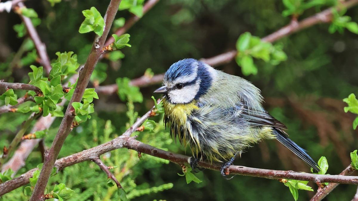 Eurasian Blue Tit