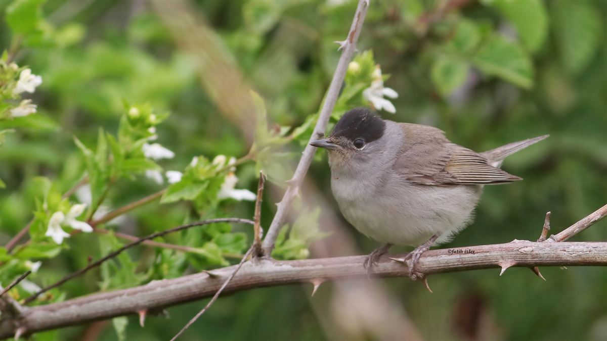 Eurasian Blackcap
