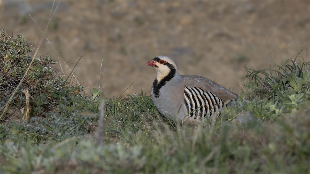 Chukar Partridge