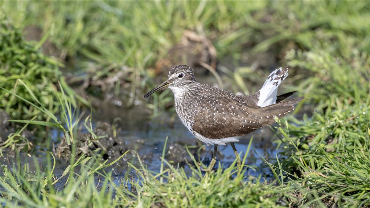 Green Sandpiper