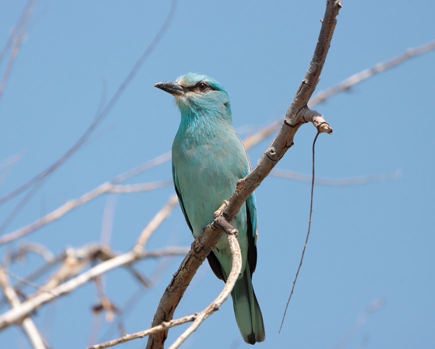 European Roller