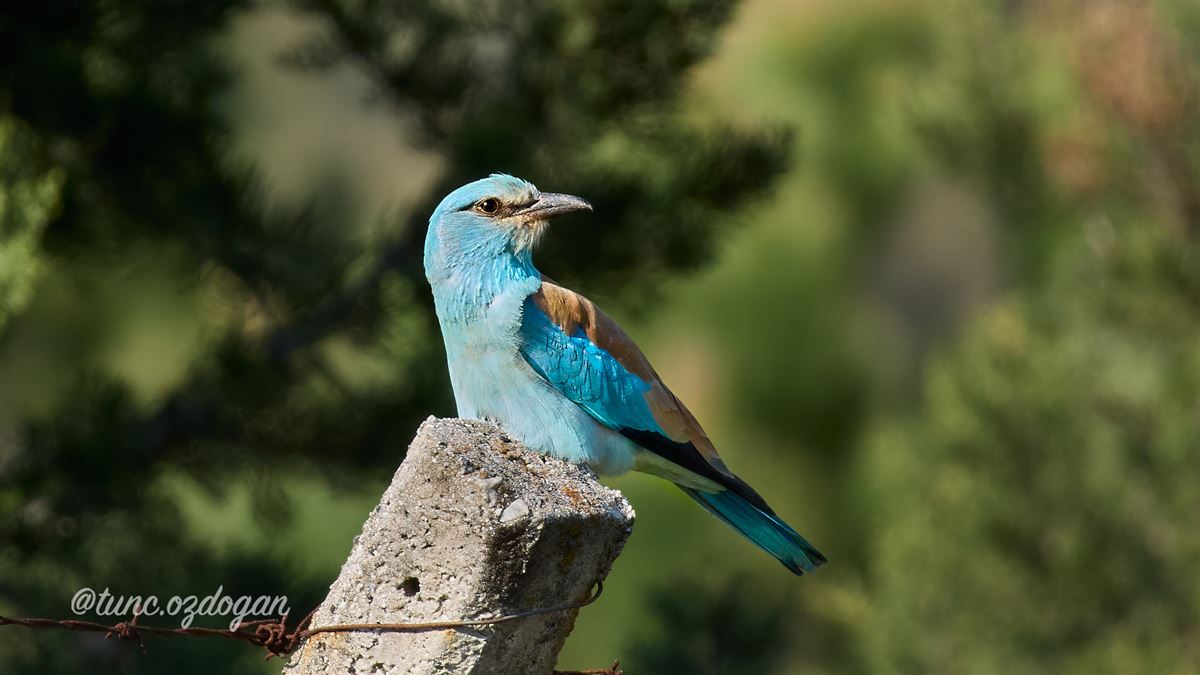 European Roller