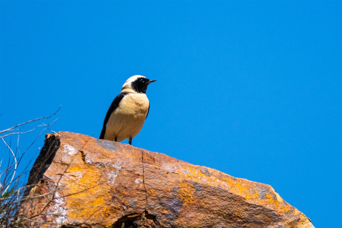 Black-eared Wheatear