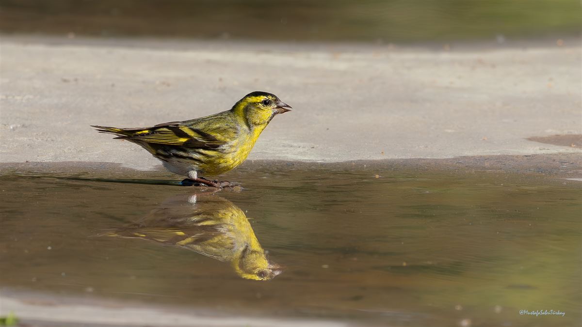 Eurasian Siskin