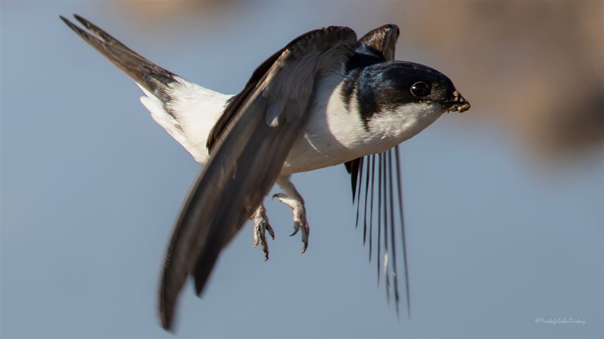 Western House Martin