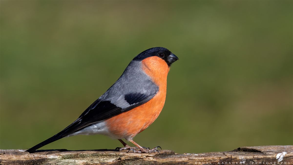 Eurasian Bullfinch