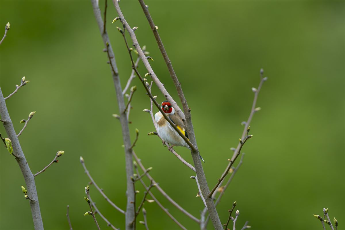 European Goldfinch