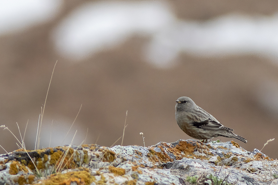 Alpine Accentor