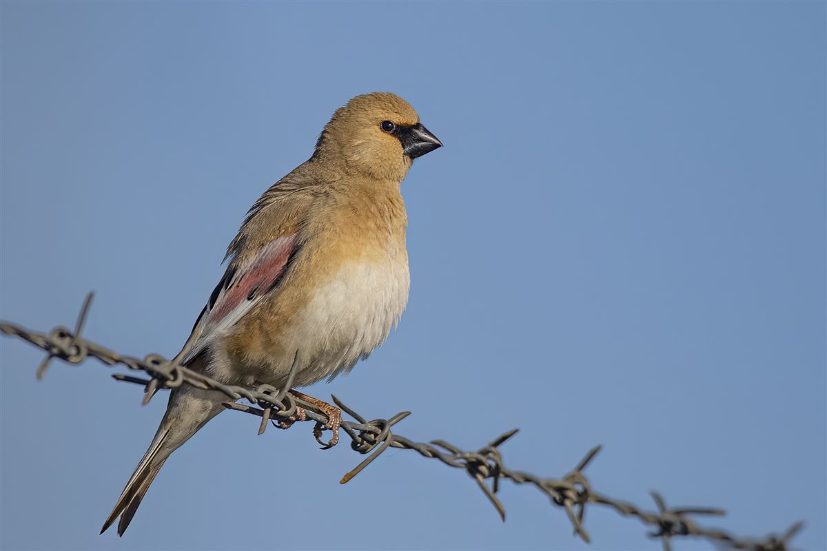 Desert Finch
