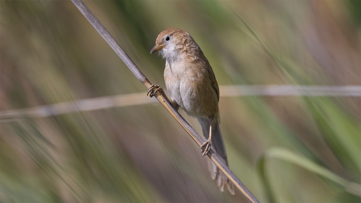Iraq Babbler
