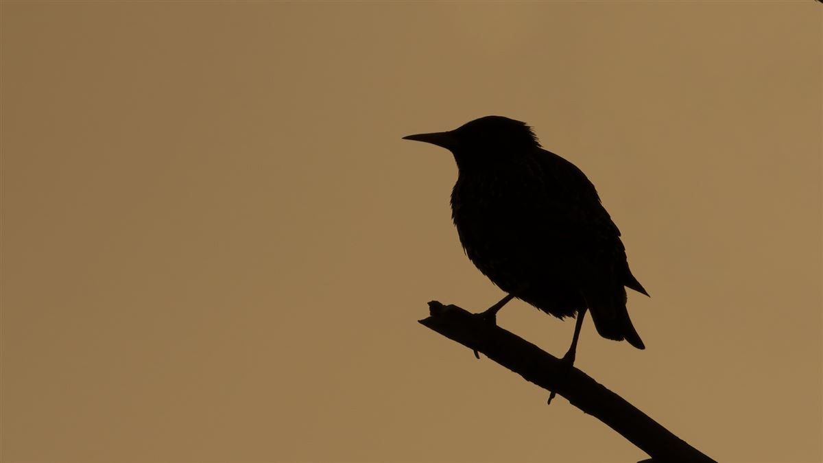 Common Starling
