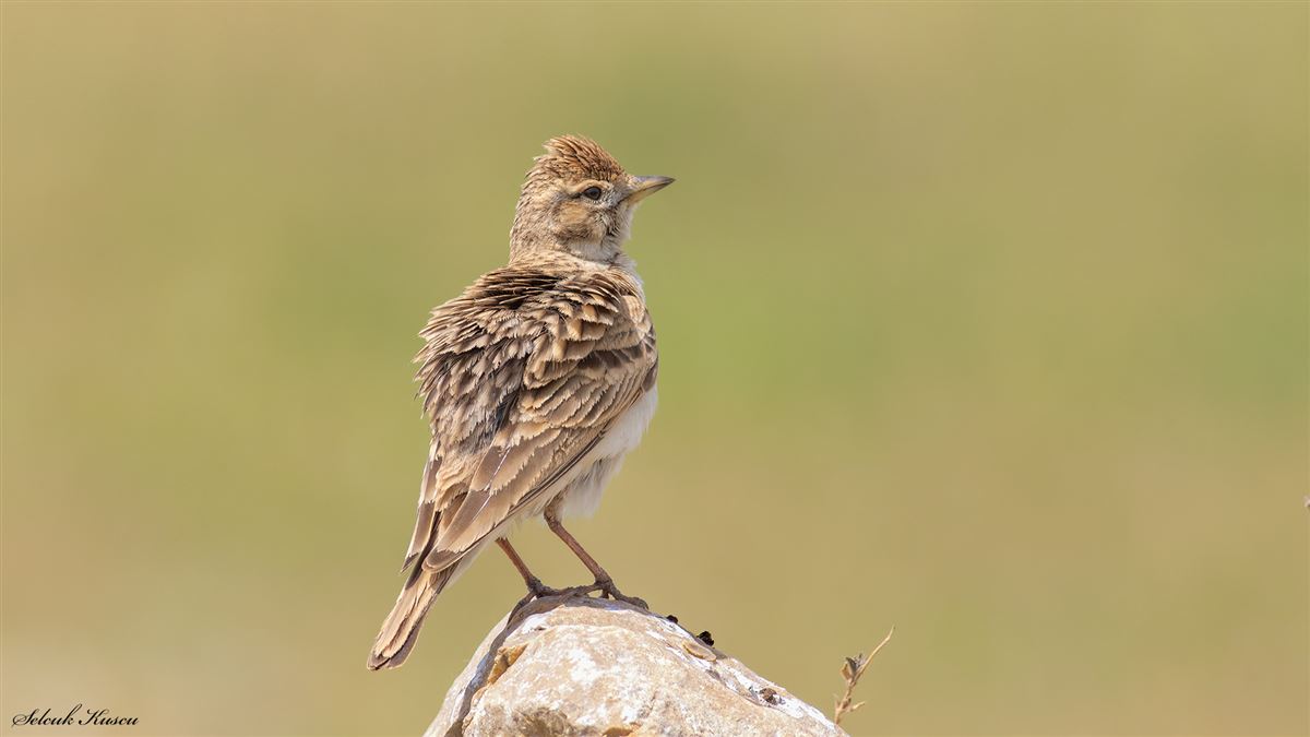 Greater Short-toed Lark