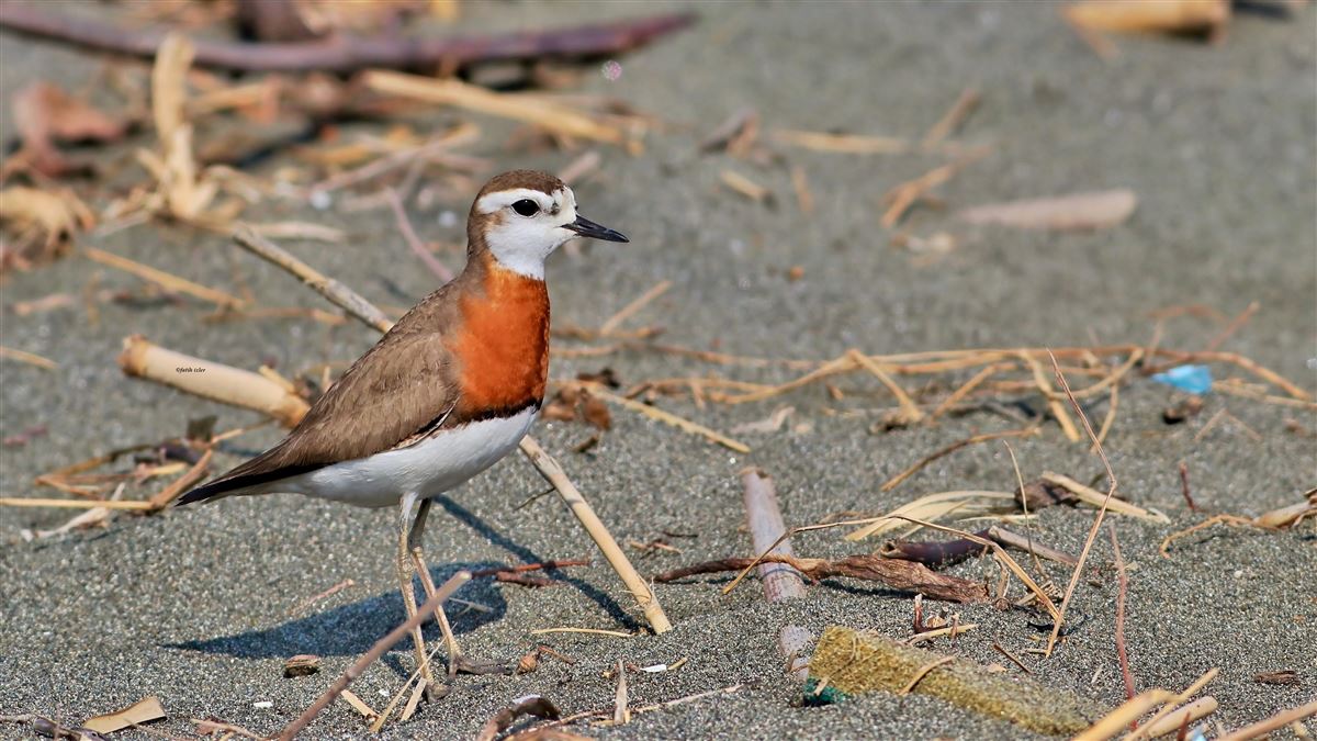 Caspian Plover