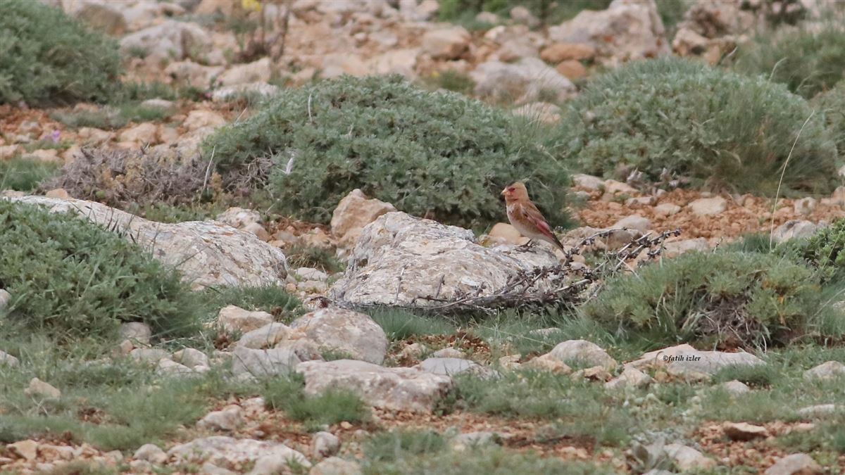 Crimson-winged Finch