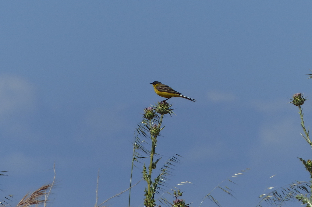 Western Yellow Wagtail