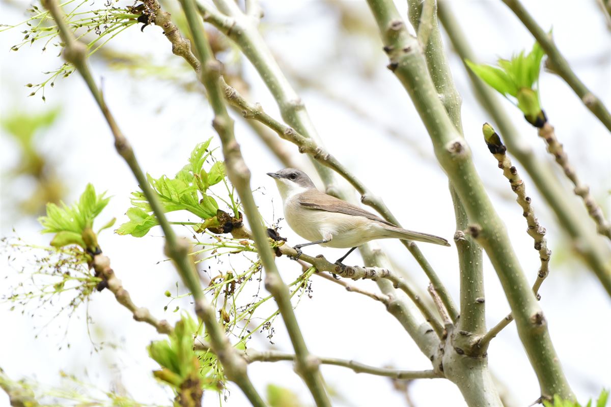 Lesser Whitethroat