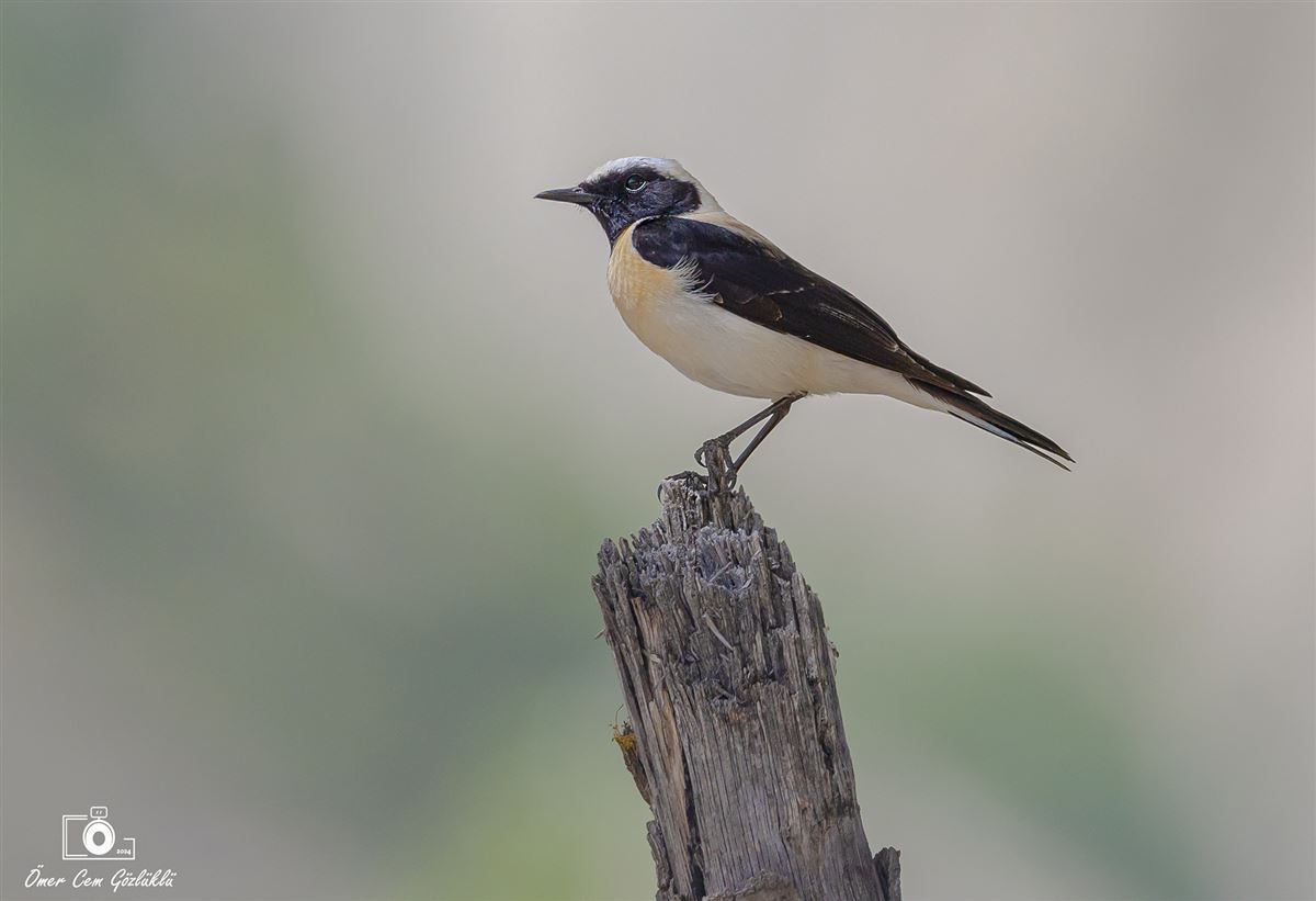 Black-eared Wheatear