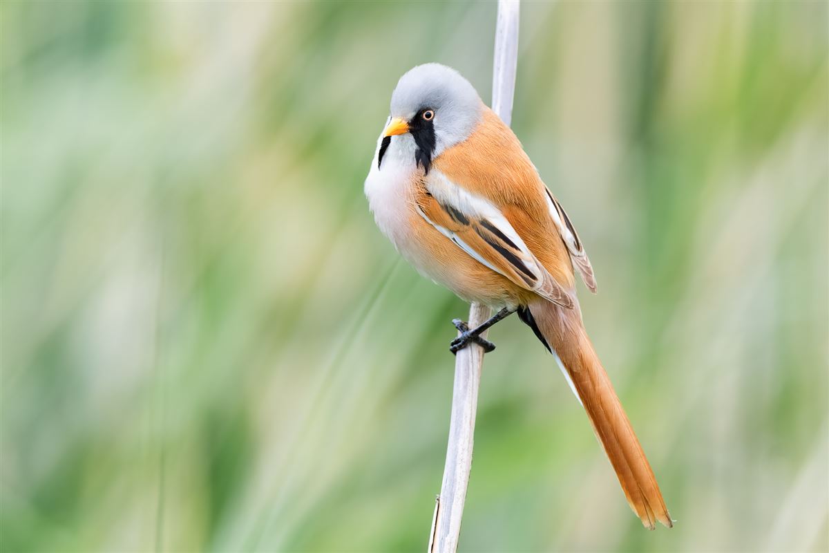 Bearded Reedling