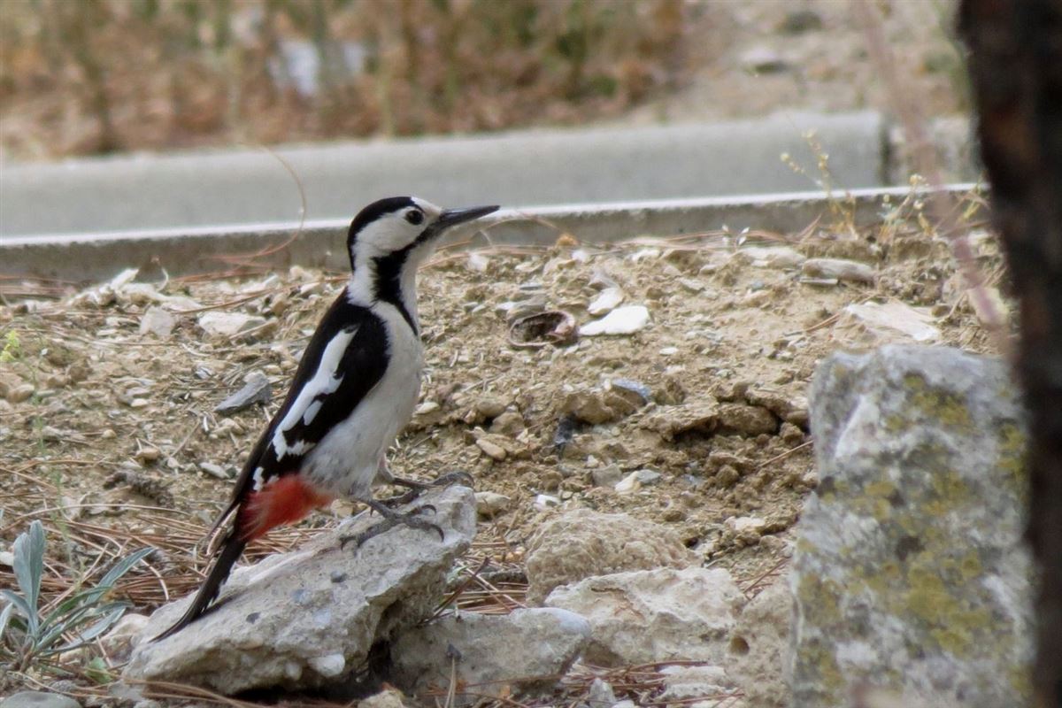 Syrian Woodpecker
