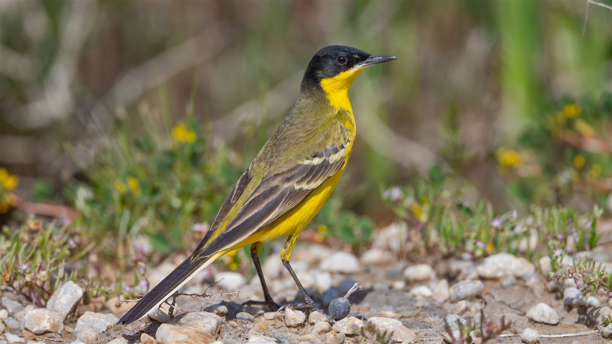 Western Yellow Wagtail
